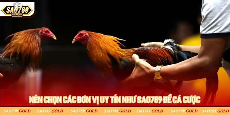 Nên chọn các đơn vị uy tín như SAO789 để cá cược Nên chọn các đơn vị uy tín như SAO789 để cá cược