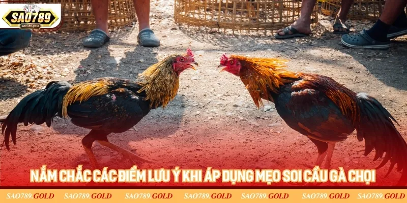Nắm chắc các điểm lưu ý khi áp dụng mẹo soi cầu gà chọi Nắm chắc các điểm lưu ý khi áp dụng mẹo soi cầu gà chọi
