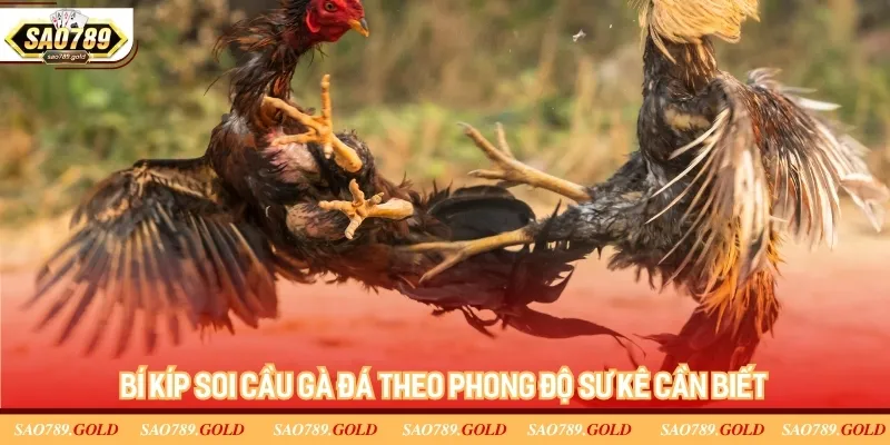 Bí kíp soi cầu gà đá theo phong độ sư kê cần biết Bí kíp soi cầu gà đá theo phong độ sư kê cần biết