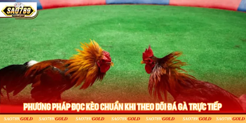 Phương pháp đọc kèo chuẩn khi theo dõi đá gà trực tiếp Phương pháp đọc kèo chuẩn khi theo dõi đá gà trực tiếp