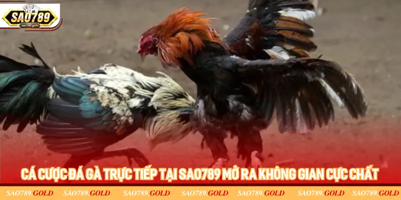 Cá cược đá gà trực tiếp tại Sao789 mở ra không gian cực chất Cá cược đá gà trực tiếp tại Sao789 mở ra không gian cực chất