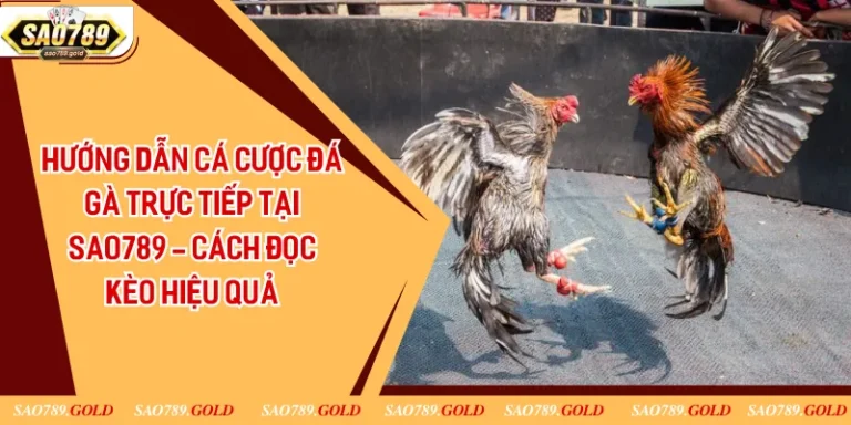 Hướng Dẫn Cá Cược Đá Gà Trực Tiếp Tại Sao789 - Cách Đọc Kèo Hiệu Quả