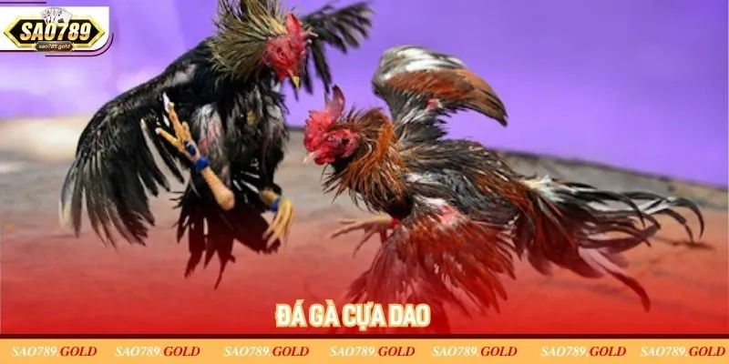 Chọi gà cựa dao mang đến những giây phút kịch tính nhất