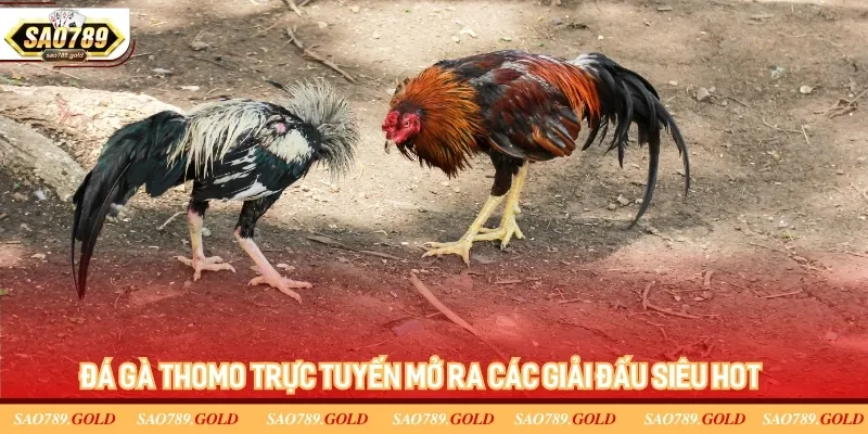 Đá gà Thomo trực tuyến mở ra các giải đấu siêu hot Đá gà Thomo trực tuyến mở ra các giải đấu siêu hot
