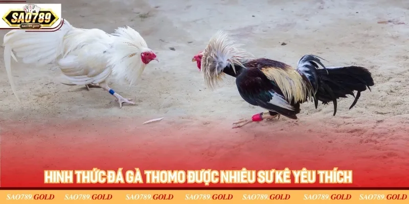 Hinh thức đá gà Thomo được nhiêu sư kê yêu thích Hinh thức đá gà Thomo được nhiêu sư kê yêu thích