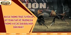 Đá Gà Thomo Trực Tuyến Là Gì? Toàn Tập Về Trường Gà Thomo Và Các Giải Đấu Hấp Dẫn Nhất