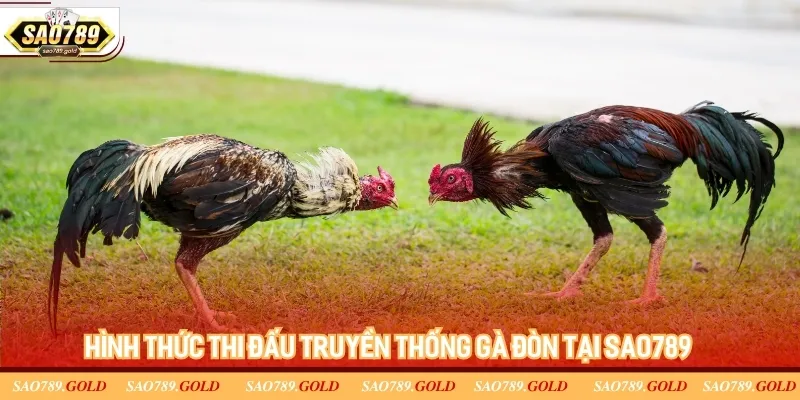 Hình thức thi đấu truyền thống gà đòn tại SAO789 Hình thức thi đấu truyền thống gà đòn tại SAO789